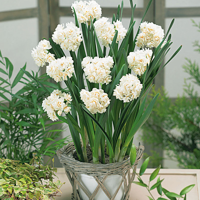 Нарцисс Эрличир