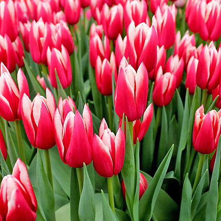 Фото Тюльпан триумф Ча-ча