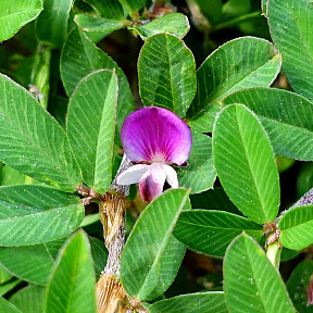 Куммеровия Полосатая