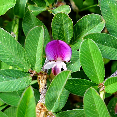 Куммеровия Полосатая