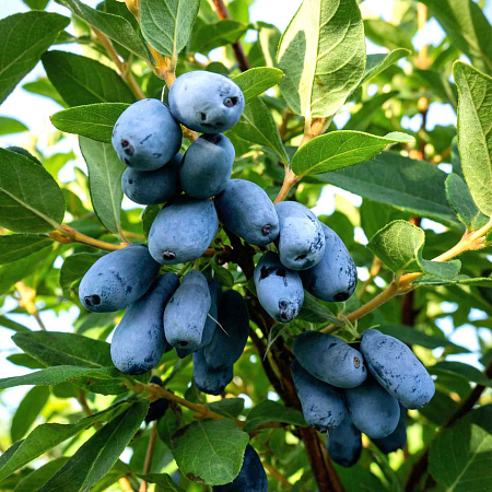 Фото Жимолость Бореалис