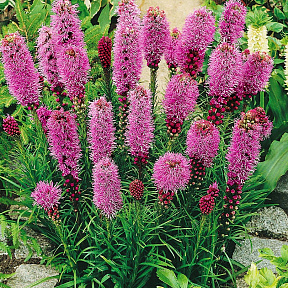 Лиатрис Горящая звезда