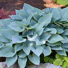 Хоста Фрагрант Блю