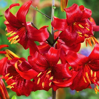 Лилия тигровая Ред Флейвор