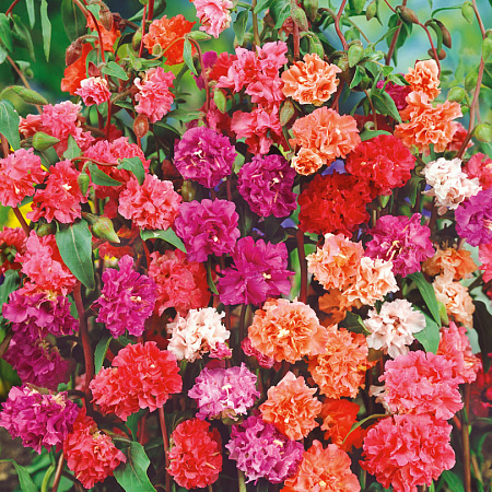 Фото Кларкия Изящная Яркий набор