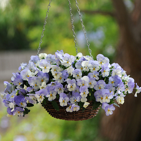Фото Виола ампельная Кул Вэйф Морозное утро