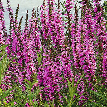 Фото Дербенник иволистный