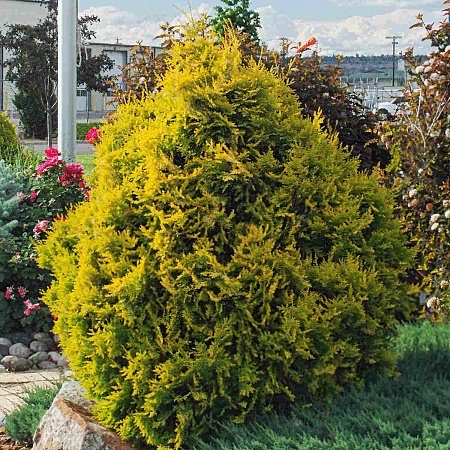 Фото Туя западная Санкист