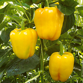 Перец сладкий Квадратто д'Асти жёлтый