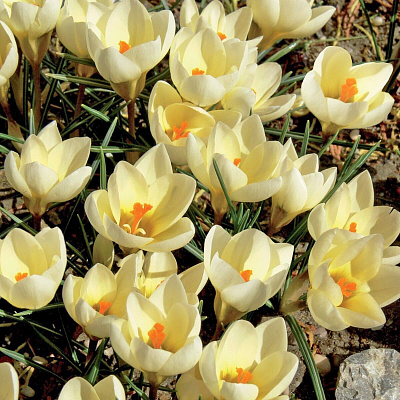 Крокус Крим бьюти