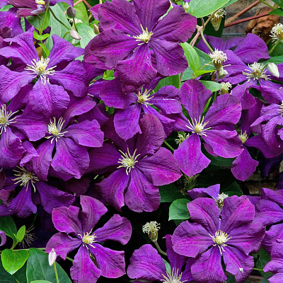 Клематис Этуаль Виолет