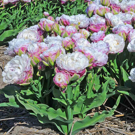 Фото Тюльпан махровый поздний Пегги Вандер