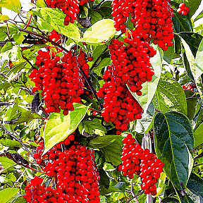 Лимонник китайский