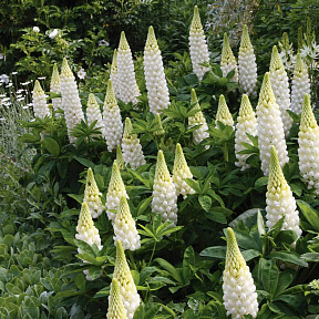 Люпин гибридный белый