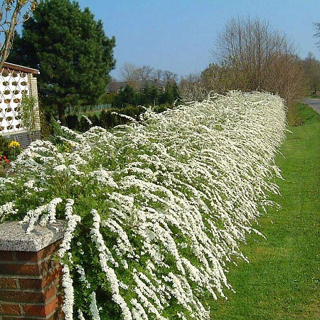 Фото Спирея серая Грефшейм