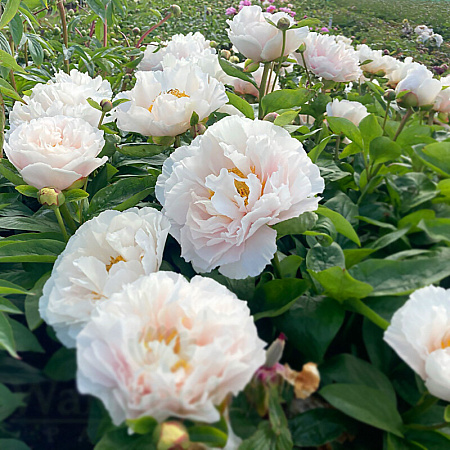 Фото Пион Блашинг Принцесс