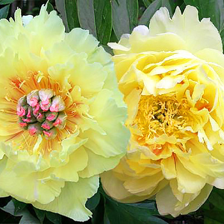 Фото Пион Гарден треже