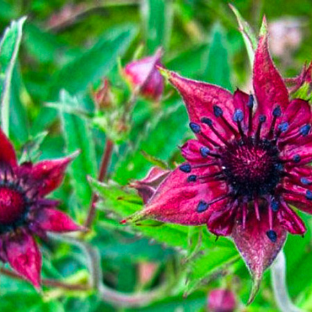 Фото Сабельник Болотный