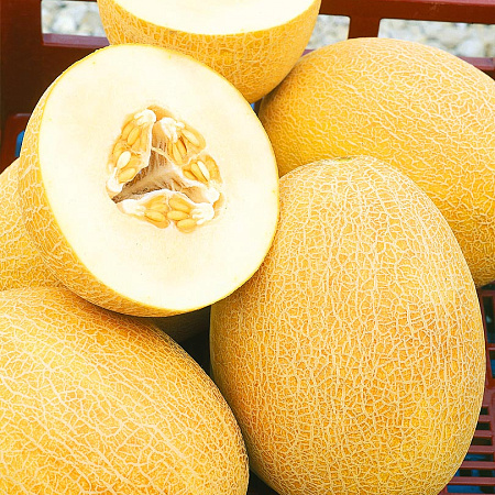 Фото Дыня Кредо F1