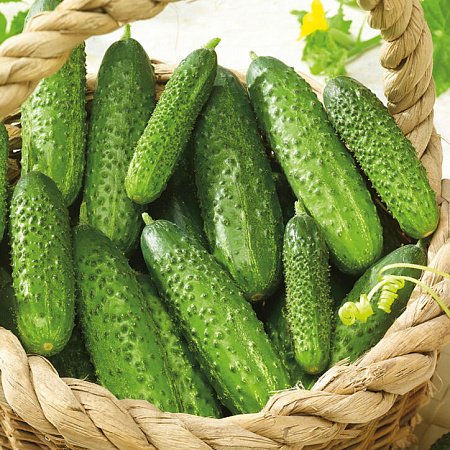Фото Огурец Муссон 5шт