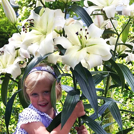 Фото Лилия ОТ-гибрид Претти Вумен