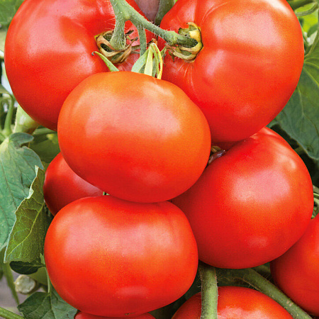 Фото Помидор Стан 5000