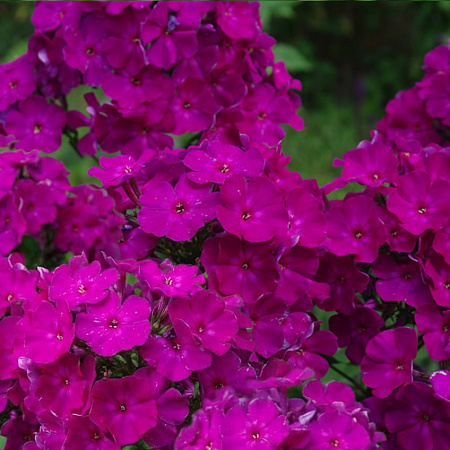 Фото Флокс метельчатый Виктория