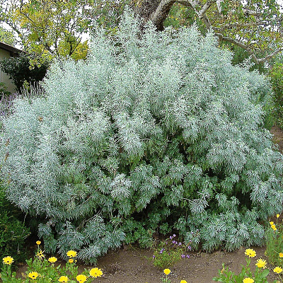 Полынь Древовидная