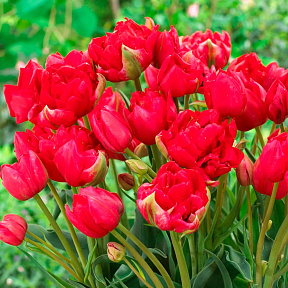 Тюльпан многоцветковый махровый Эстетик