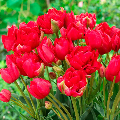 Тюльпан многоцветковый махровый Эстетик