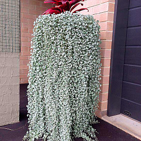 Дихондра Серебро