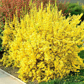 Форзиция Линвуд Голд