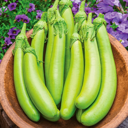 Фото Баклажан Зелёная энергия F1