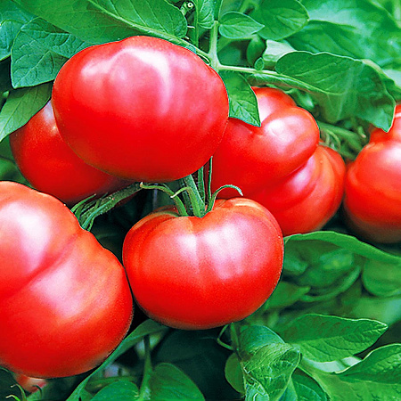 Фото Помидор Витязь F1
