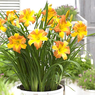 Лилейник Эври Дэйлили Панч Йеллоу