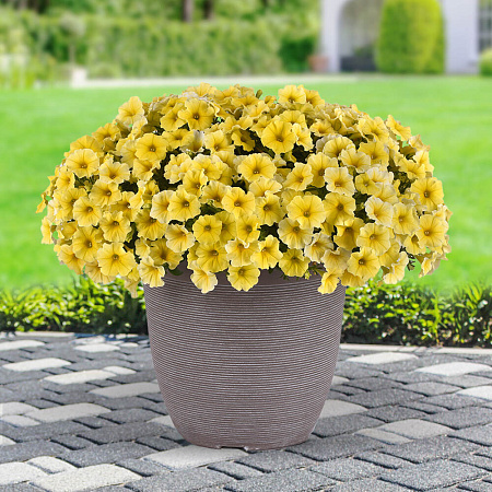 Фото Петхоа Калиберст йеллоу