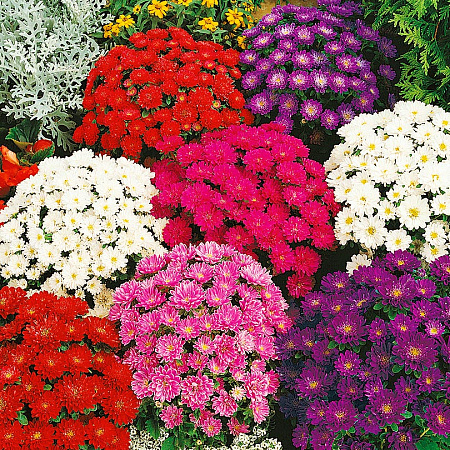 Фото Астра Пиноккио Яркий набор 0,2гр