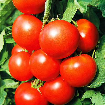 Помидор Василий F1