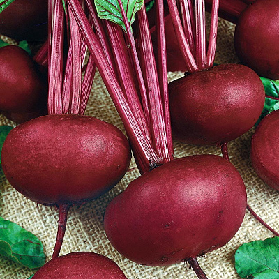 Свёкла Изабелла F1