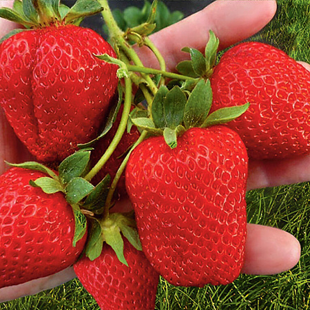Фото Земляника садовая Мальга