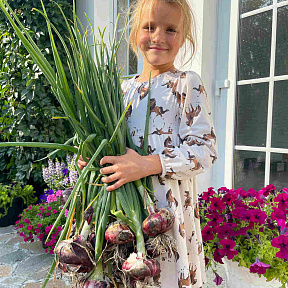 Лук репчатый Ялтинский