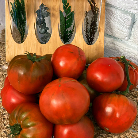 Фото Помидор Терра Нова