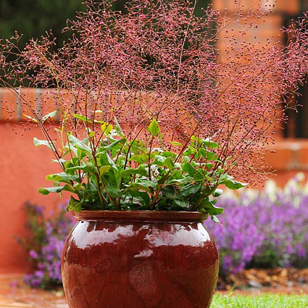 Фото Талинум метельчатый