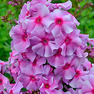 Флокс метельчатый Виринея