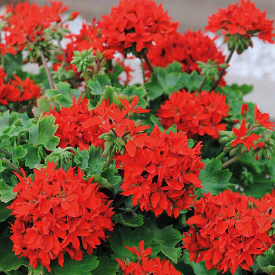 Герань Квантум красная