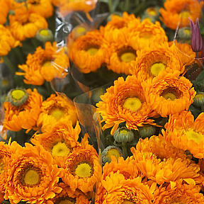 Календула Денди