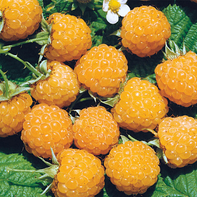 Малина летняя Жёлтый гигант