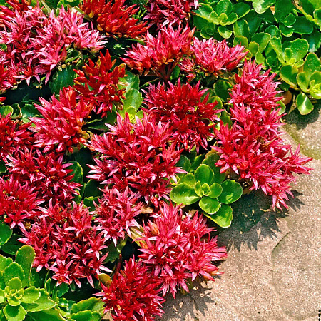 Фото Седум (очиток) ложный Драгонс Блад