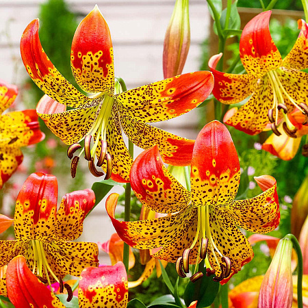 Фото Лилия видовая Фьюжн