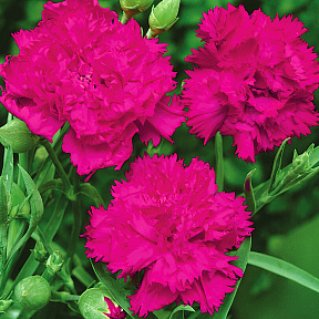 Гвоздика садовая Шабо Фуксия